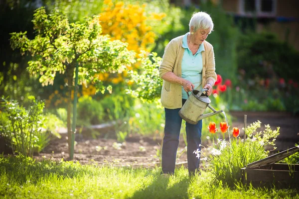 Femme âgée faisant du jardinage dans son beau jardin — Photo