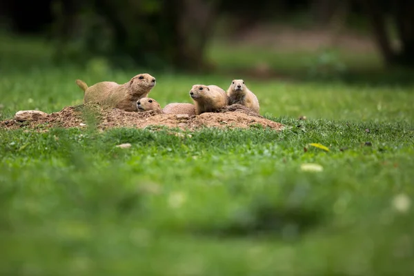 Black tailed prairie dogs — Stock Photo, Image