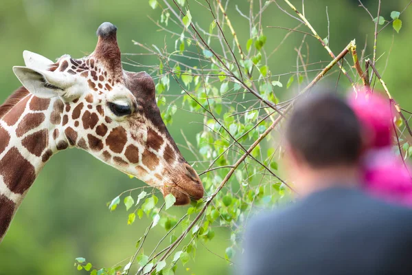 Жираф (Giraffa camelopardalis) в зоопарке — стоковое фото