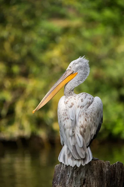 Great white pelican also known as the eastern white pelican — Stock Photo, Image