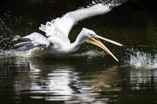 Pelikán bílý také známý jako východní bílých pelikánů, ros — Stock fotografie