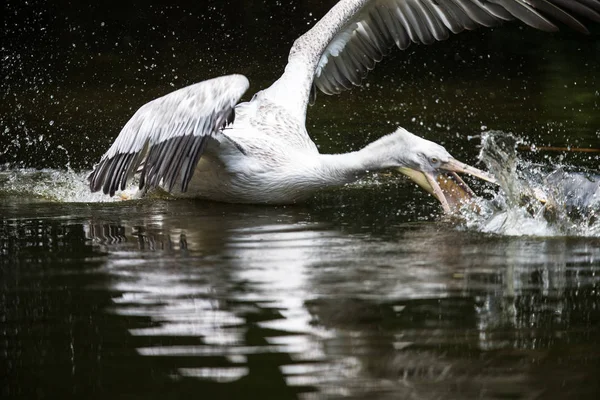 Great white pelican also known as the eastern white pelican, ros — Stock Photo, Image