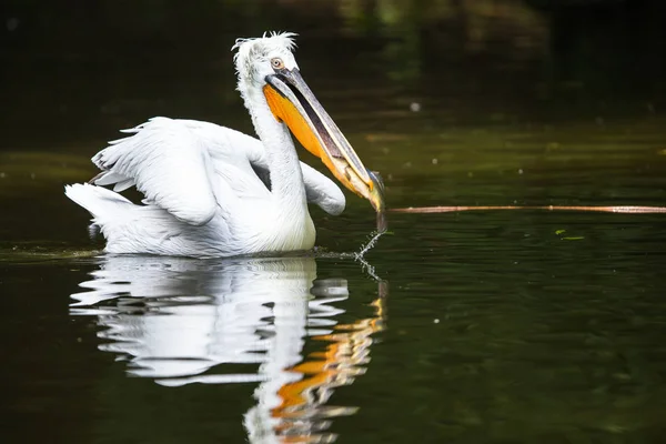 Pelikán bílý také známý jako východní bílých pelikánů, ros — Stock fotografie