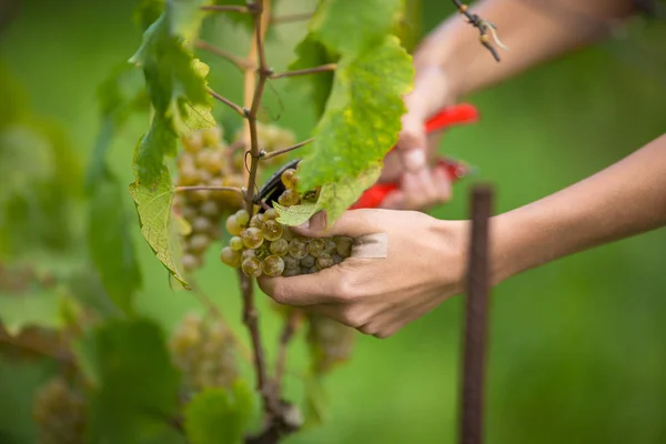 Manos de una viticultora hembra cosechando uvas blancas — Foto de Stock