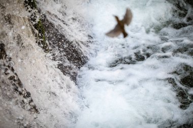 Beyaz boğazlı Kepçe 
