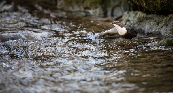 Dipper s bílým hrdlem sedící na kameni — Stock fotografie