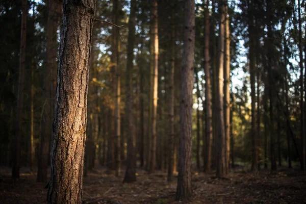 Adorável paisagem de floresta de final de verão com luz solar quente noite — Fotografia de Stock