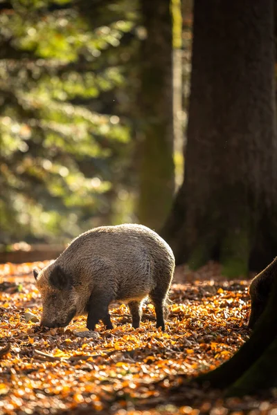 Yaban domuzu mu Sus Scrofa mı? — Stok fotoğraf