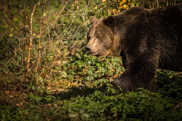 Europejski niedźwiedź brunatny w jesiennym lesie — Zdjęcie stockowe