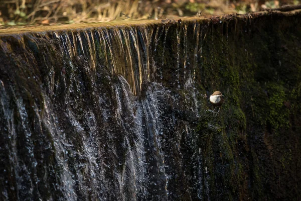 Dipper s bílým hrdlem sedící na kameni — Stock fotografie