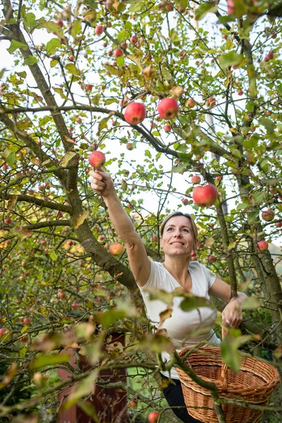 Middelbare leeftijd vrouw plukken appels in haar boomgaard — Stockfoto