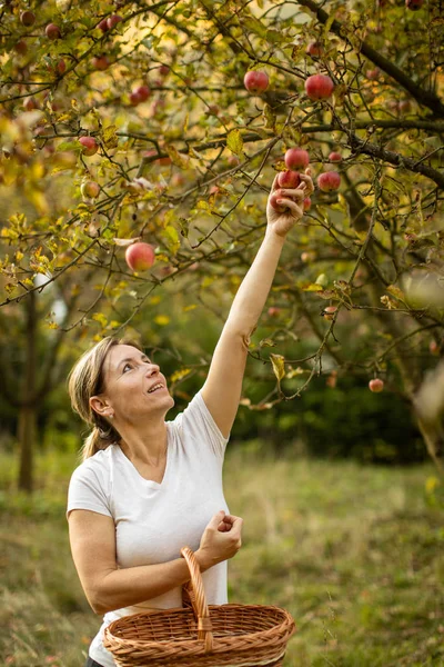 Жінка середнього віку, яка збирає яблука в саду — стокове фото