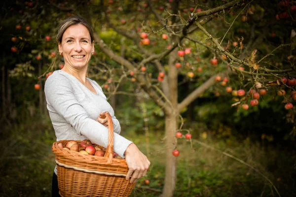 Mujer de mediana edad recogiendo manzanas en su huerto —  Fotos de Stock
