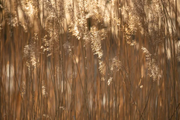 Selektywne miękkie skupienie trawy suchej — Zdjęcie stockowe