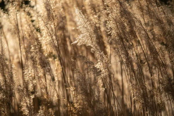 乾燥した草、葦の選択的な柔らかい焦点 — ストック写真