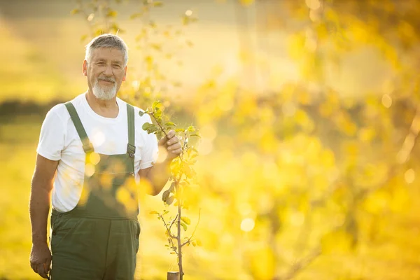 Senior gardener gardening in his permaculture garden — Stock Photo, Image