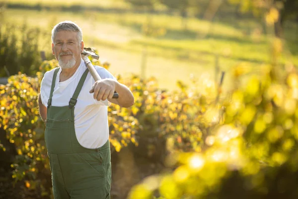 Giardinaggio senior nella sua permacultura giardinaggio — Foto Stock