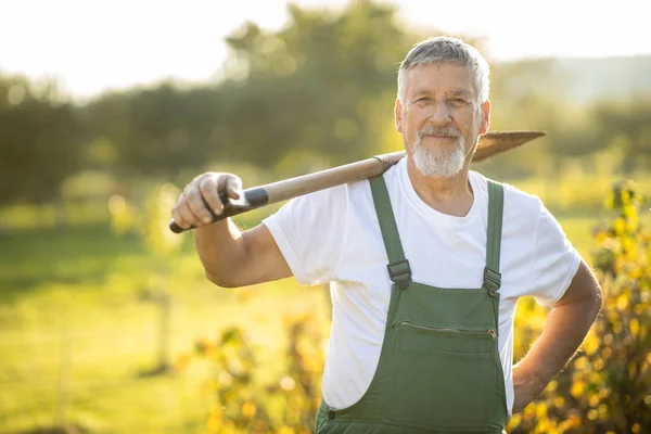 Senior-Gärtner gärtnert in seinem Permakultur-Garten — Stockfoto