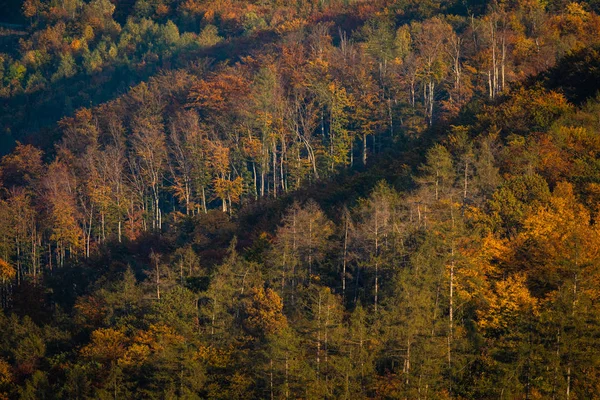 Schöne herbstliche Wälder beleuchtet von der warmen Spätnachmittagssonne — Stockfoto