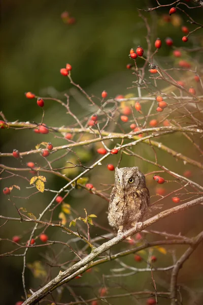 Евразия сова (Otus scops ) — стоковое фото