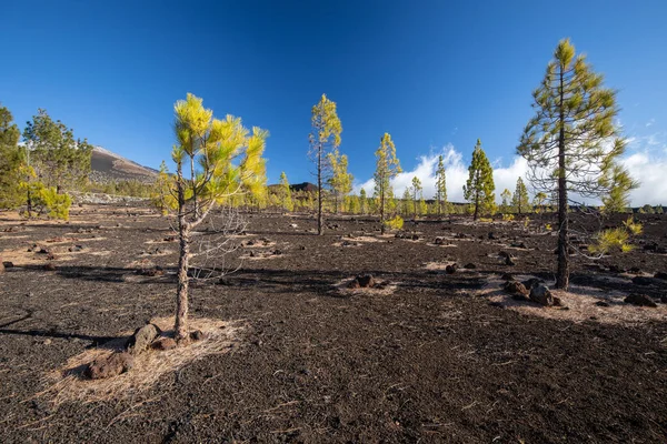 Parco Nazionale del Teide, Tenerife, Isole Canarie — Foto Stock