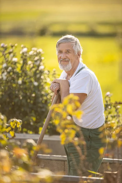 Senior-Gärtner gärtnert in seinem Permakultur-Garten — Stockfoto
