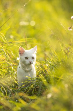 Çok tatlı beyaz bir kedi yavrusu güzel bir çayırda