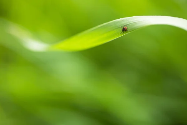 Carrapato (Ixodes ricinus) esperando por sua vítima em uma lâmina de grama — Fotografia de Stock