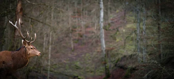 Inverno paisagem da vida selvagem com veados nobres Cervus Elaphus — Fotografia de Stock