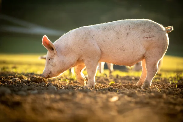 Porcos comendo em um prado em uma fazenda de carne orgânica — Fotografia de Stock