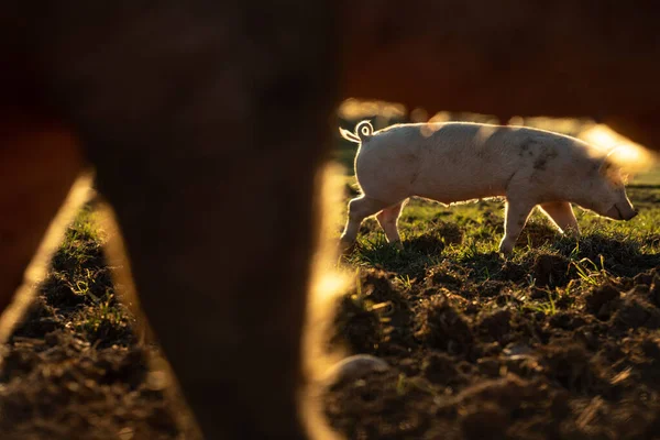 Свиньи едят на лугу на органической мясной ферме. — стоковое фото