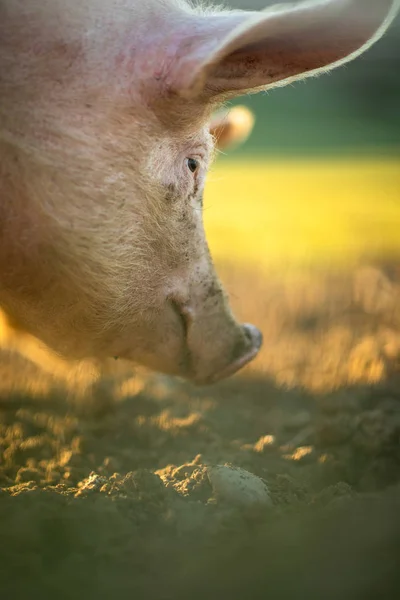 Cerdos comiendo en un prado en una granja de carne orgánica —  Fotos de Stock