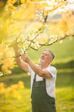 Son sınıf bahçıvanının portresi.