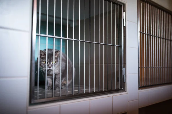 兽医门诊笼等待治疗的病猫 — 图库照片