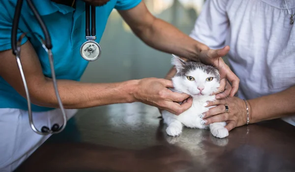 Gato doente sendo examinado por um médico veterinário em uma clínica veterinária — Fotografia de Stock