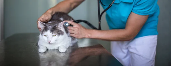 病気の猫は獣医師の診療所の檻の中で治療を待っています — ストック写真