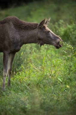 Avrupa Moose, Alces alces, olarak da bilinen geyik