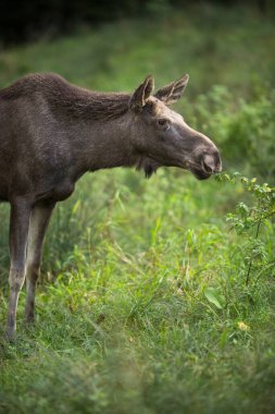 Avrupa Moose, Alces alces, olarak da bilinen geyik