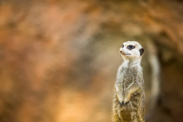 Waakzaam meerkat staande guard — Stockfoto