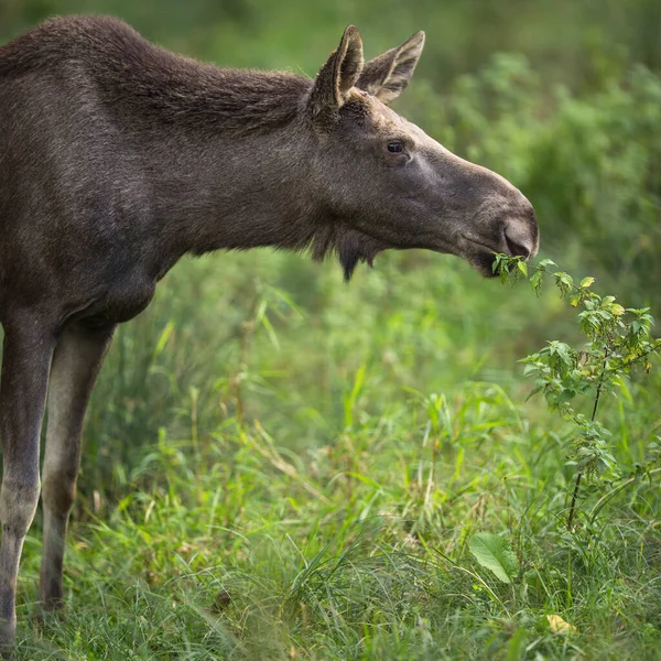 Avrupa Moose, Alces alces, olarak da bilinen geyik — Stok fotoğraf