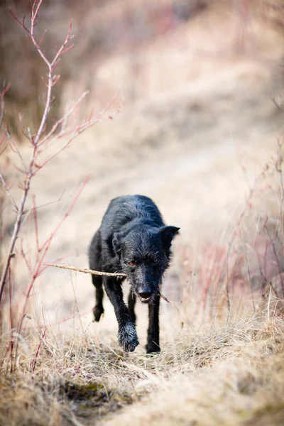 Gruseliger, teufelsähnlicher schwarzer Hund, der im Freien herumläuft — Stockfoto