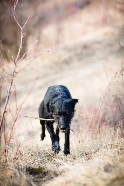 Scary, devil-like black dog running outdoors — 图库照片