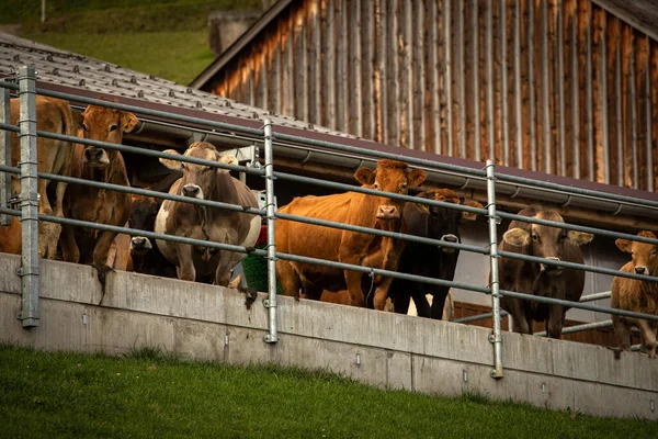 Barna hegyi tehenek a Bernese Alpokban nyáron — Stock Fotó
