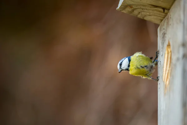 Голубая синица Parus caeruleus на птичьем доме, в котором она обитает — стоковое фото