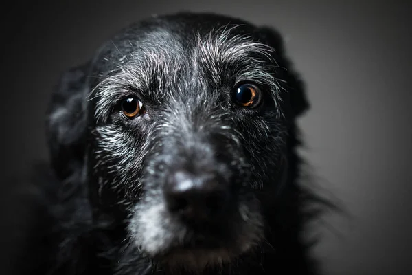 Retrato de um cão preto contra um fundo preto em um estúdio — Fotografia de Stock