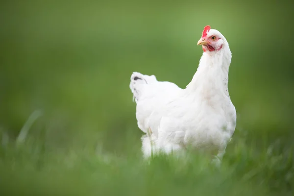 Hen in a farmyard (Gallus gallus domesticus) — Stock Photo, Image