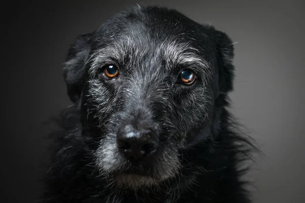 Porträt eines schwarzen Hundes vor schwarzem Hintergrund in einem Atelier — Stockfoto