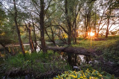 güzel kıyısını orman sahne güzel yaz akşamında