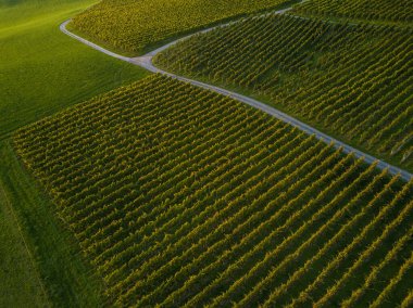 Avrupa'nın bağ alanları üzerinde havadan görünümü