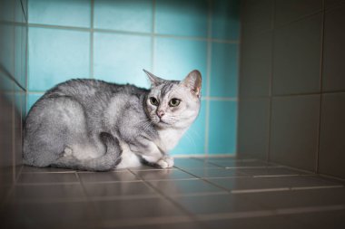 Hasta kedi kafesi veteriner kliniğinin tedavi için bekleyen